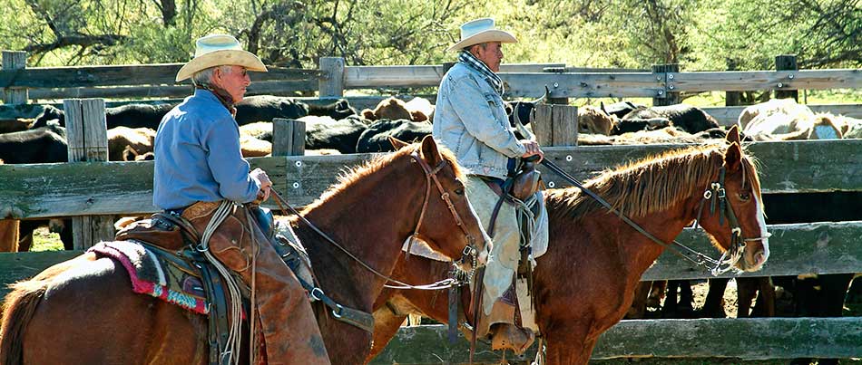 The roundup, cowboys Tucson Arizona