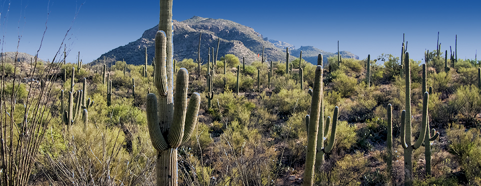 The Sonoran Desert, Tucson Arizona