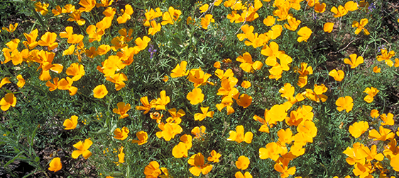 Desert flowers, Tucson