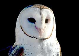 Owl, Sonoran Desert Museum Tucsom