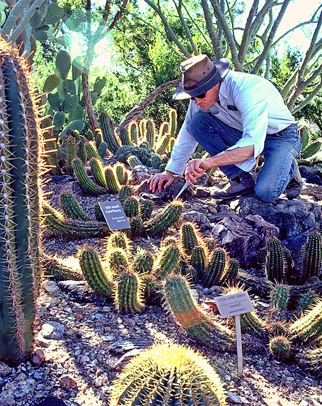 Cactus, Sonoran Desert Museum Tucson
