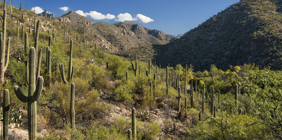 Sabino Canyon Desert Tucson